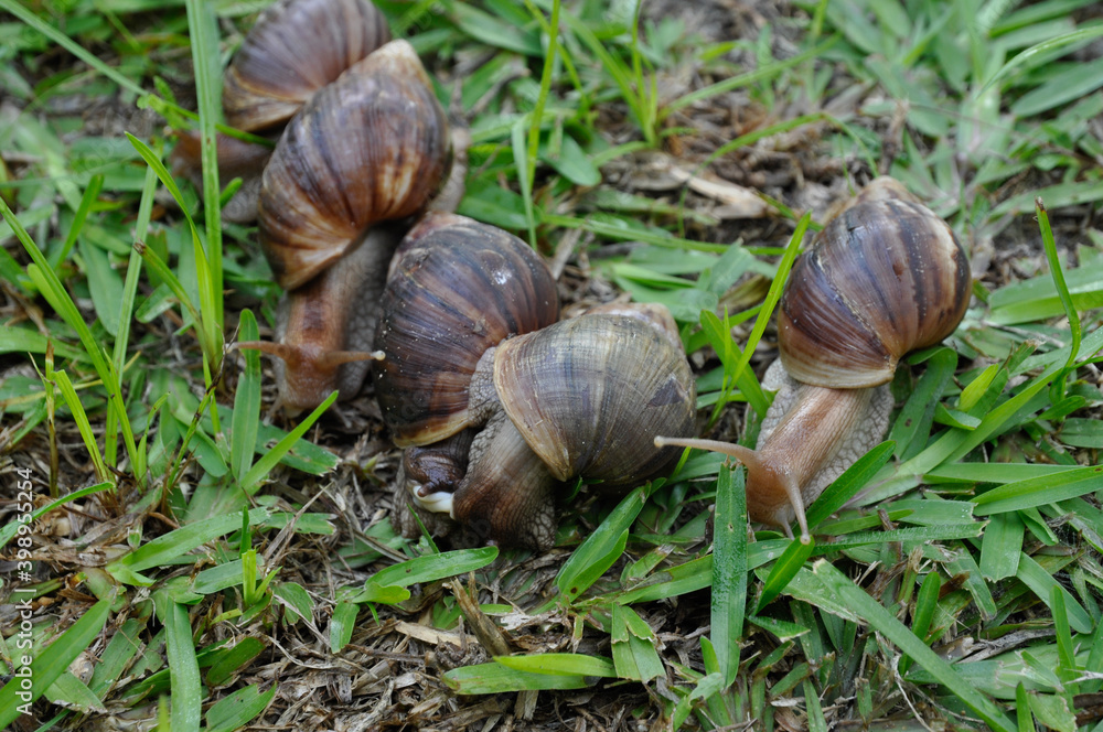 Mating of African Giant Snails (Lissachatina fulica) in a green grass. Mating of African Giant Snails (Lissachatina fulica) in a green grass.