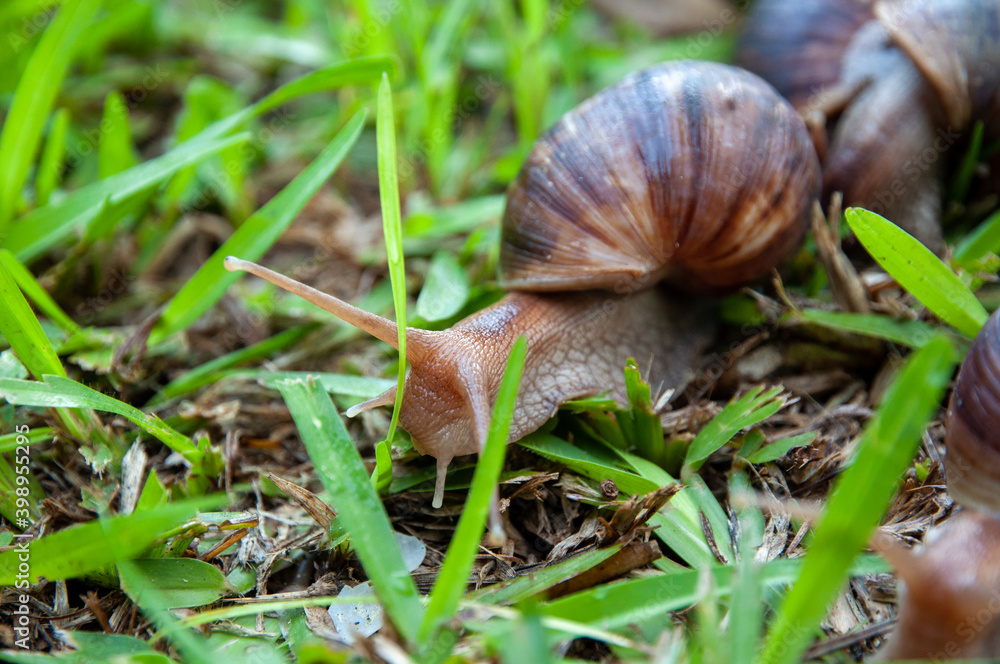 African Giant Snails (Lissachatina fulica) in a green grass. African Giant Snails (Lissachatina fulica) in a green grass.