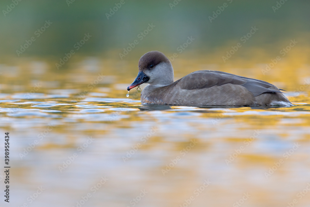 A female red-crested pochard (Netta rufina) swimming and foraging in a colorful pond in the city. A female red-crested pochard (Netta rufina) swimming and foraging in a colorful pond in the city.