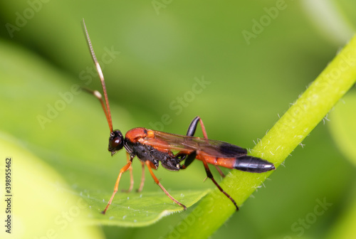 Macro view insect. parasitic wasp red banded sand wasp, is species of subfamily Ammophilinae of hunting wasp family Sphecidae. parasitic wasp photo