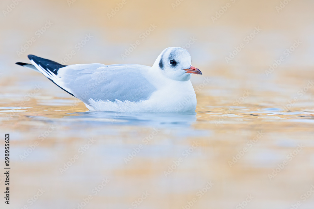 Black headed gull in winter plumage swimming in a pond in the Netherlands. Black headed gull in winter plumage swimming in a pond in the Netherlands.