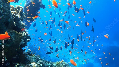 A diver takes pictures of an amazing coral reef and its inhabitants. Underwater photographer. Colorful coral reef with Tropical underwater sea fish. Living Coral reef marine. Diving in Red Sea 