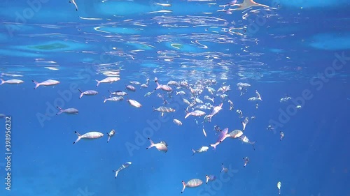 Beautiful vibrant coral garden. Reef Underwater Coral scene. Soft-hard corals seascape,  coral garden. Diving in Red Sea of colorful beautiful corals reefs. Tropical fish on the reef. Coral garden