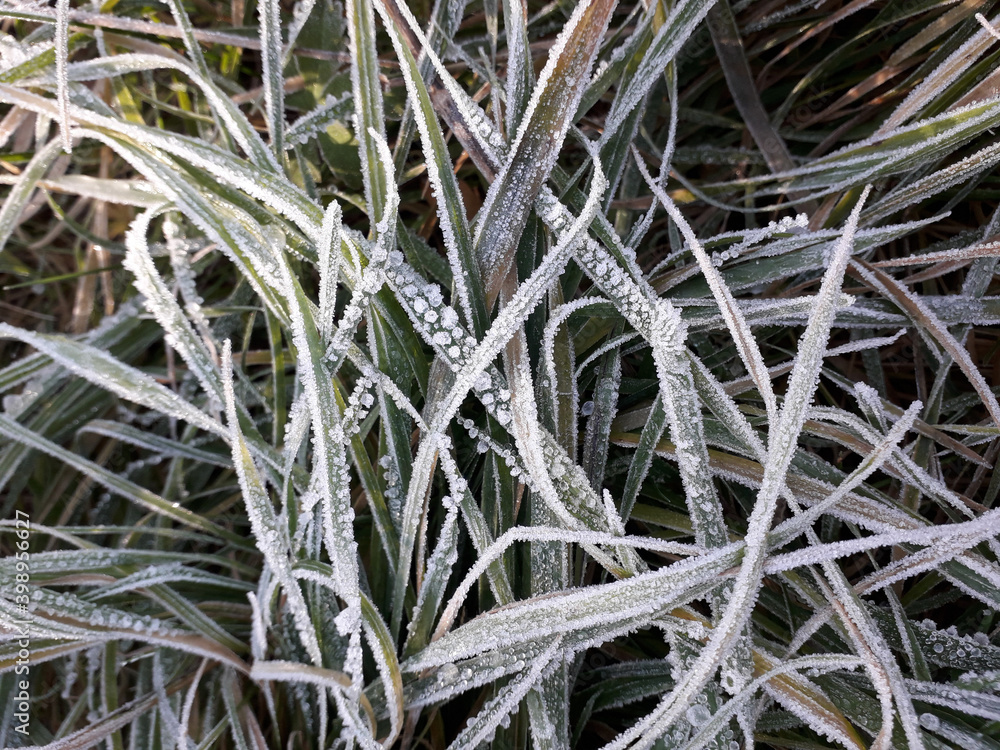Magnificent winter droplets. Green grass is glazed frost and captured in time. Magnificent winter droplets. Green grass is glazed frost and captured in time.