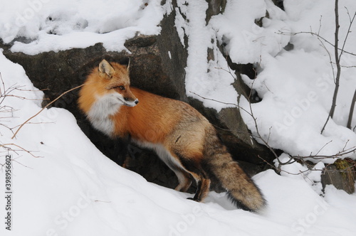 Red Fox stock photos. Fox Image. Picture. Portrait. Red fox close-up profile view in the winter season in its environment and habitat with rock background displaying bushy fox tail, fur. ©  Aline