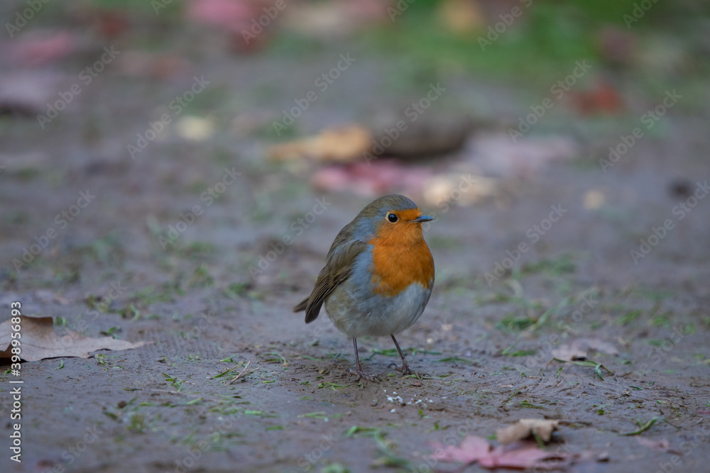 A bird and leaves on the ground, little bird
A bird and leaves on the ground, little bird
