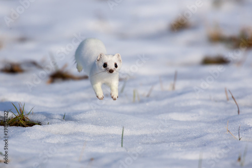 Hermelin (Mustela erminea) im Winterfell