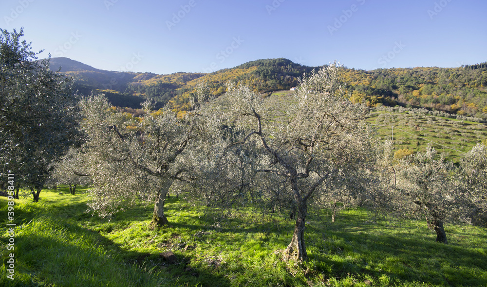 olive trees in the mountains on autumn, in Tuscany land