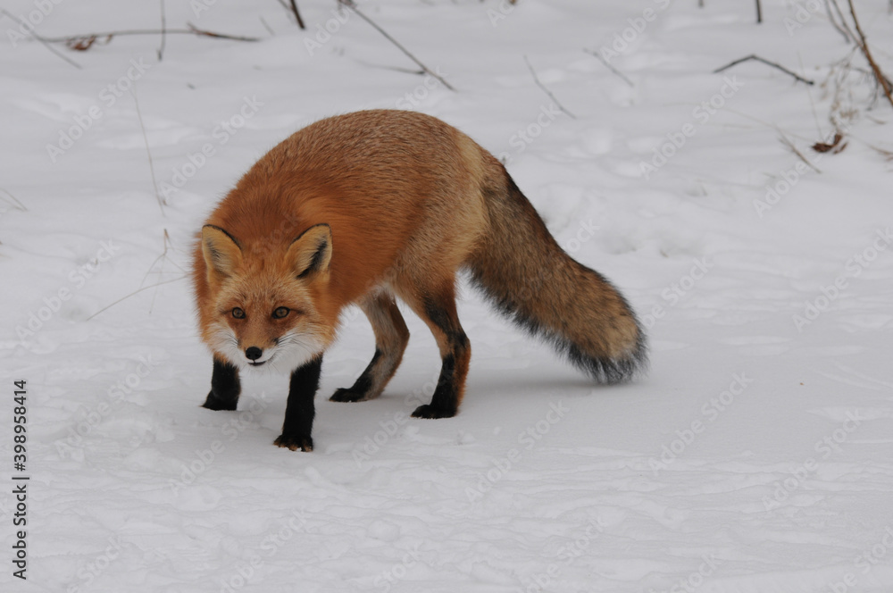 Obraz premium Red Fox stock photos. Red fox looking at camera in the winter season in its environment and habitat with snow background displaying bushy fox tail, fur. Fox Image. Picture. Portrait