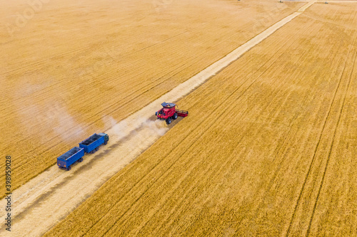 red harvest combine and a blue truck on a wheat field during the harvest. drone photography