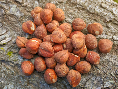 hazelnuts on tree bark