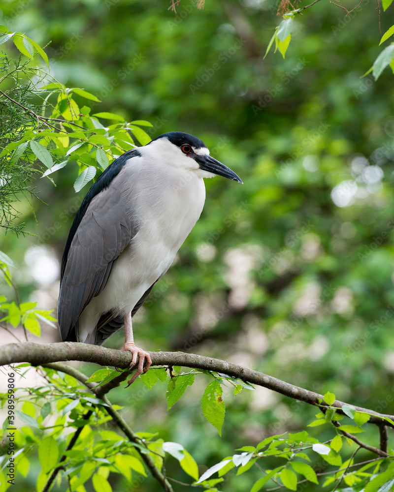 Black crowned Night-heron bird. Black crowned Night-heron adult birdperched. Black Crowned Night Heron Bird Stock Photos Black crowned Night-heron bird. Black crowned Night-heron adult birdperched. Black Crowned Night Heron Bird Stock Photos