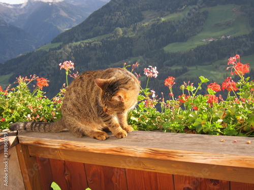 Kater Bruno auf Balkon