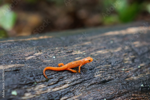 Photo Red spotted newt on a wet log