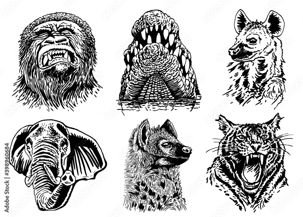 Graphical set of African animals isolated on white background, vector ...