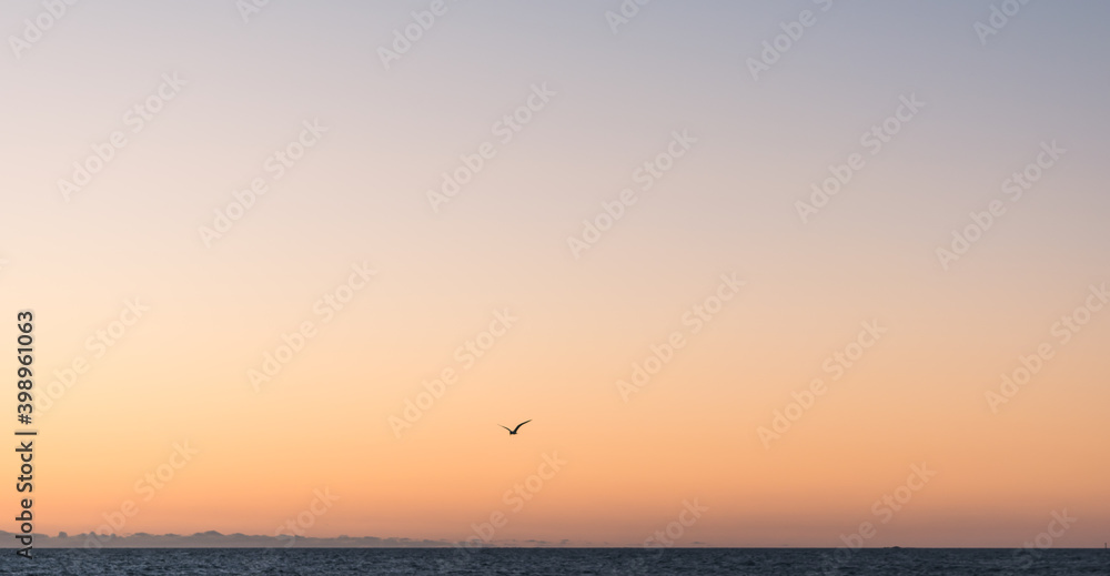 Beautiful colorful gradient in the sky with single bird silhouette gradient in the sky with single bird silhouette