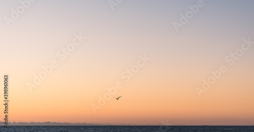 Beautiful colorful gradient in the sky with single bird silhouette gradient in the sky with single bird silhouette