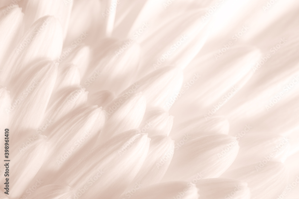 Macro shot of gerbera petals as abstract natural background, set sail champagne color trend Macro shot of gerbera petals as abstract natural background, set sail champagne color trend