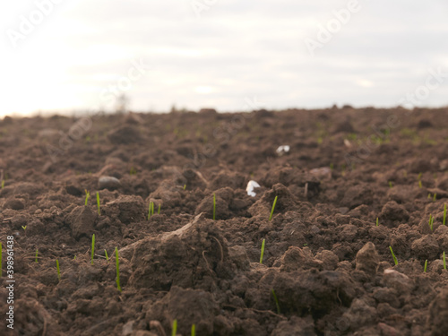 field of soil