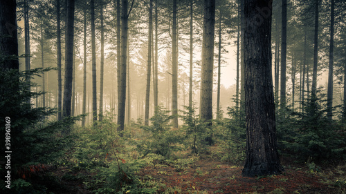 Misty Pine Woodland, Wheldrake Wood