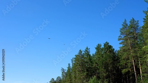 two eagles circling above the pine forest