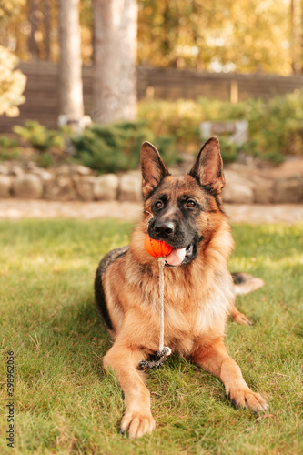 Portrait of a German shepherd with a orange ball in the mouth lying on grass. Purebred dog in summer park. 