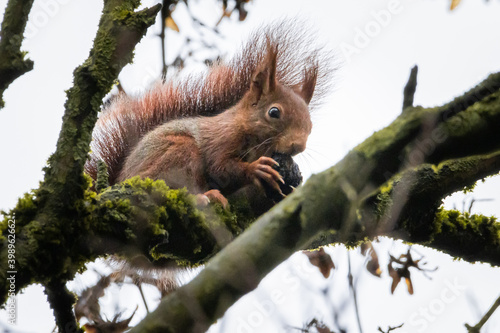 Ardilla comiendo en una rama © Jordi