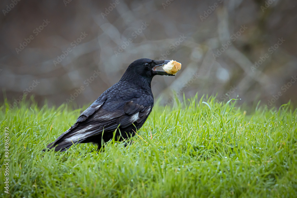 Cuerva comiendo pan Cuerva comiendo pan