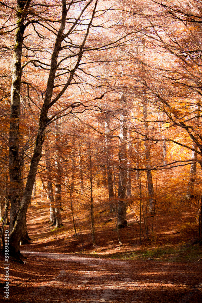Fototapeta premium mystic view of mountain forest in autumn