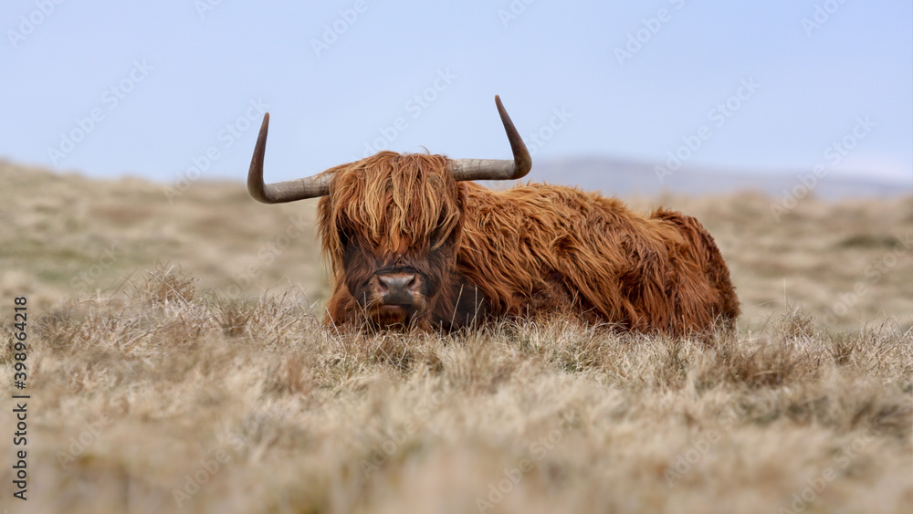 High Key image of a Scottish Highland cow laying down in a field in Cumbria - shot with a low view point High Key image of a Scottish Highland cow laying down in a field in Cumbria - shot with a low view point