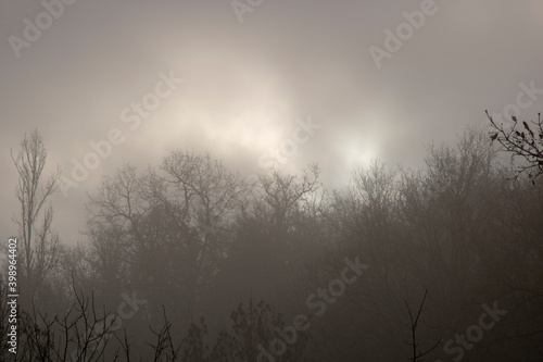 Foggy dark landscape