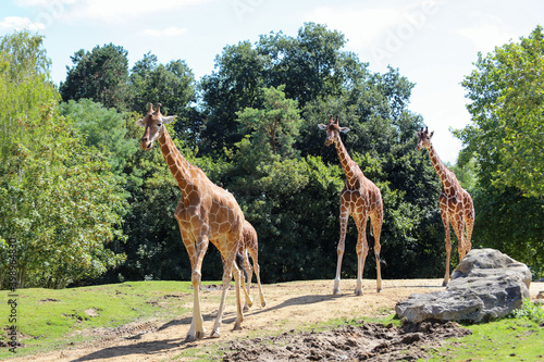 Girafes en rang