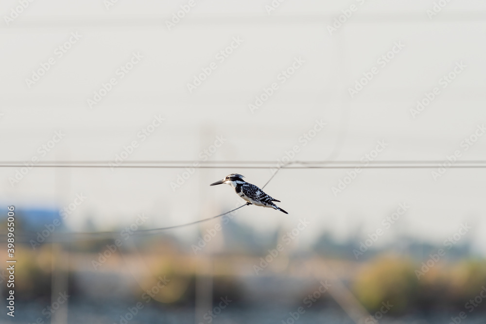 Pied Kingfisher on a lake in an early autumn morning near Zikhron Ya'akov, Israel. Pied Kingfisher on a lake in an early autumn morning near Zikhron Ya'akov, Israel.