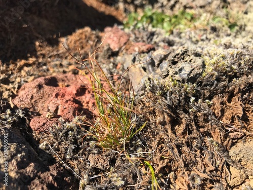 Close up of grass on moss with red lava rock in background.