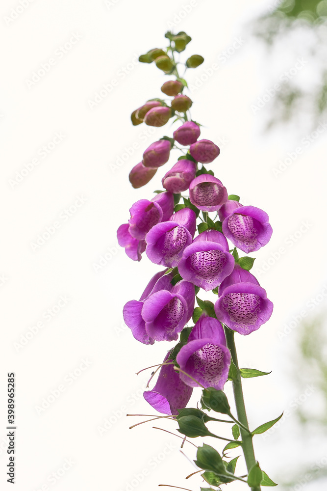 Purple foxglove (Digitalis purpurea) flowers isolated on white background