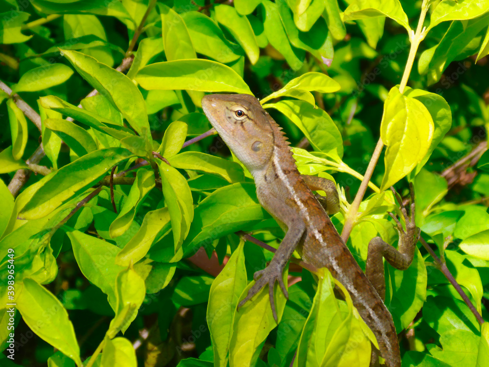 crested lizard on a green branch crested lizard on a green branch