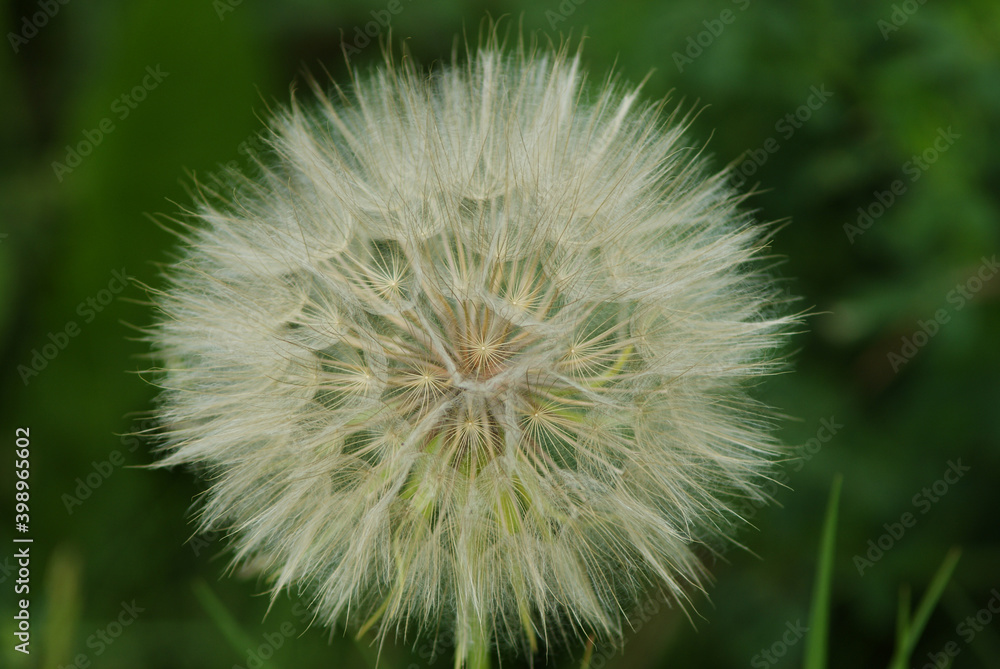 Dandelion Digital Photography Dandelion Digital Photography