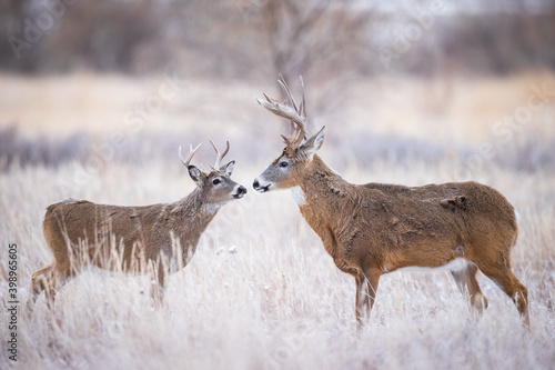 Two Bucks - Small and Large