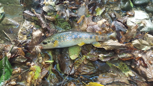 Fly fishing Tuscany trout pesca mosca toscana