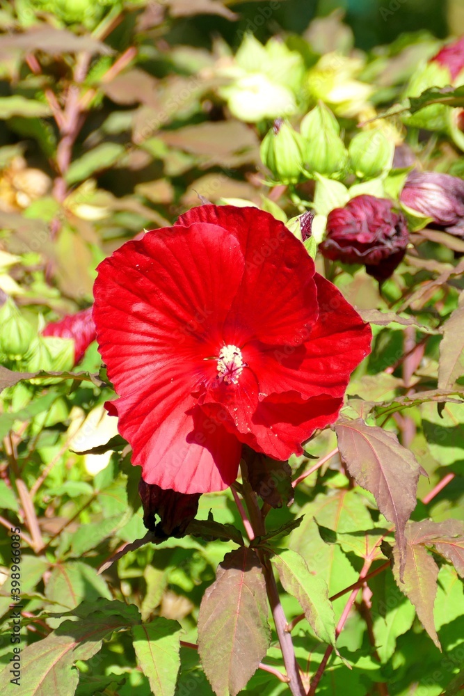 fleur d’Ibiscus rouge au soleil