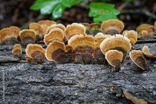 Bracket fungus (Polypore) growing on a log