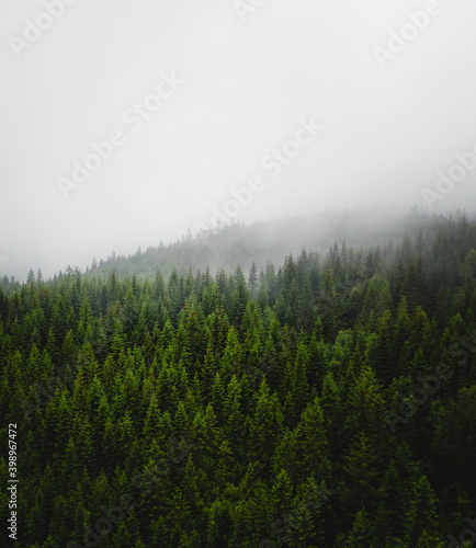 The Hortekollen forest in Norway