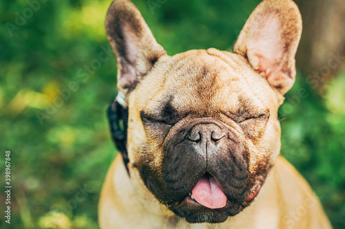Funny Portrait Of Pet Dog French Bulldog With Closed Eyes © Grigory Bruev