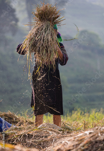 Canvas-taulu traditional  manual rice threshing on the rice fields of Vietnam