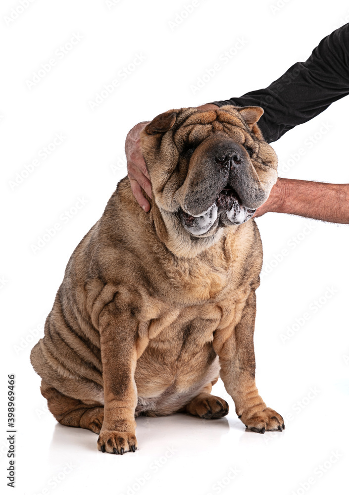 Old Shar-Pei (12 years old) with the arm of his master