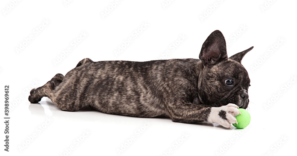 Fotografie French bulldog puppy lying withe ball