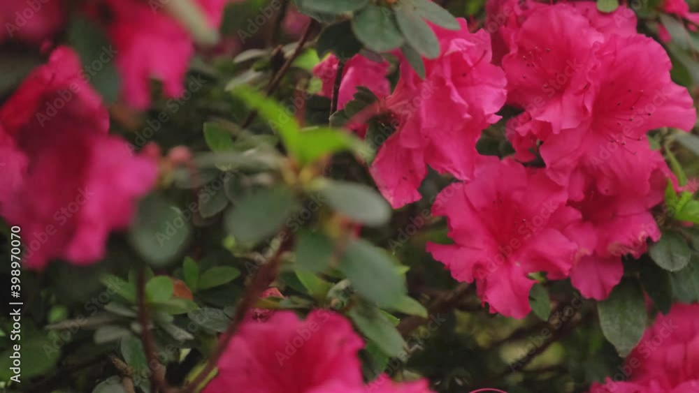 Blooming red rhododendron on a spring day. Beautiful red azalea flowers in the garden. Blooming red rhododendron on a spring day. Beautiful red azalea flowers in the garden.