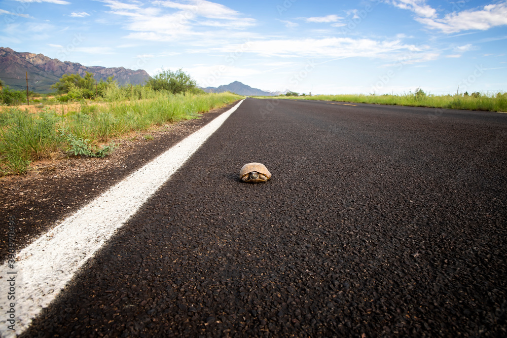 Ornate Box Turtle in Long Roadway in Arizona Desert