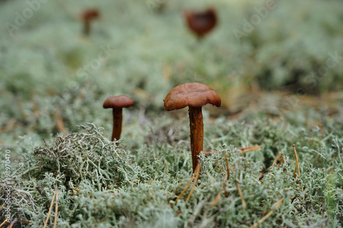 Edible forest mushrooms in a beautiful picturesque meadow in the forest