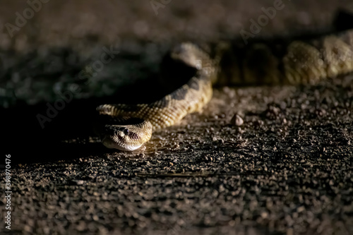 Black Tailed Rattlesnake Crawling Towards Camera on Road